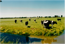 CPH_map1_131 Weiland met koeien aan de Westerweg.(achtergrondinformatie: Piet Hetjes)